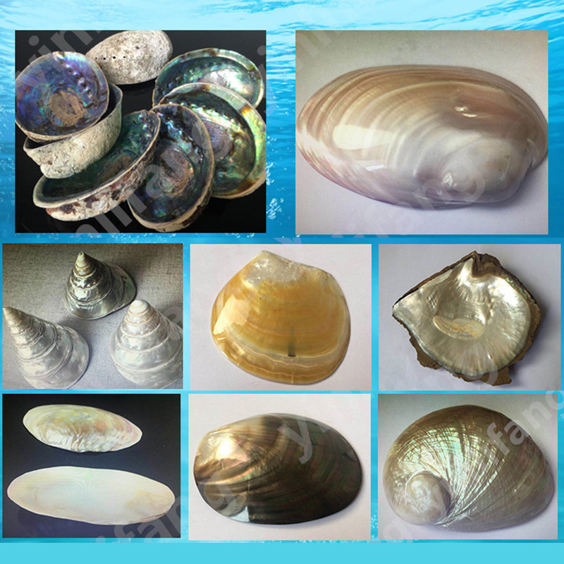 Abalone Sheet Paper for Musica - Musical Instrument Jewelry recensie en prijs